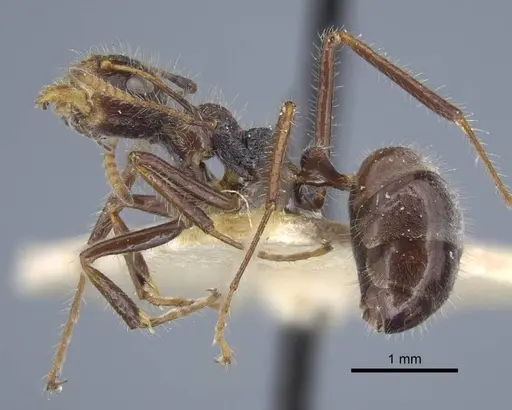 Dolichoderus patens - CASENT0917099