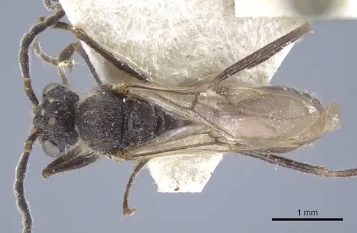 Dolichoderus patens - CASENT0917100