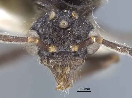 Dolichoderus patens - CASENT0917100