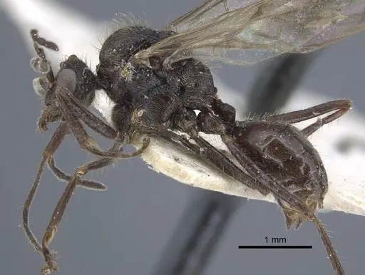 Dolichoderus patens - CASENT0917100