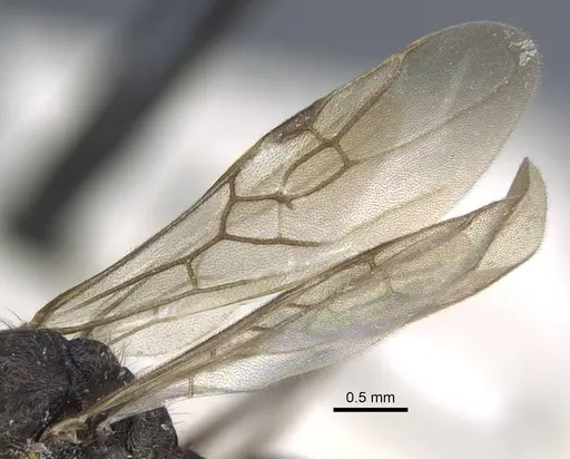 Dolichoderus patens - CASENT0917100