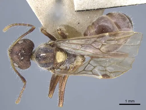 Dolichoderus patens - CASENT0917101