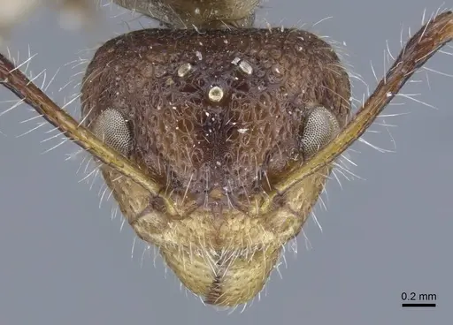 Dolichoderus patens - CASENT0917101