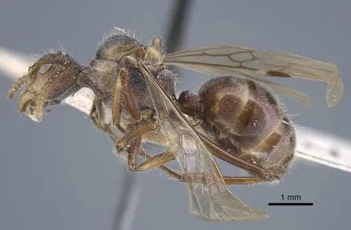 Dolichoderus patens - CASENT0917101