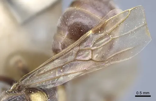 Dolichoderus patens - CASENT0917101