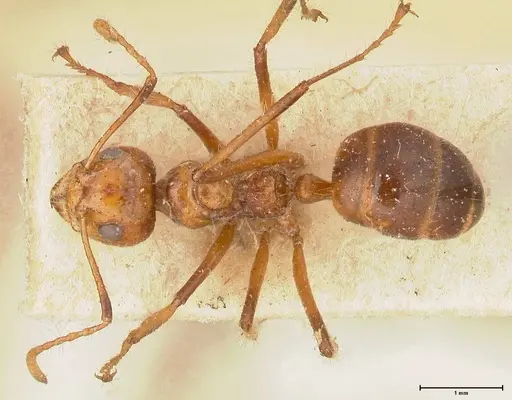 Dolichoderus patens - FOCOL0542
