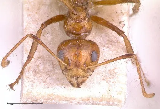 Dolichoderus patens - FOCOL0542