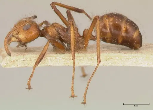 Dolichoderus patens - FOCOL0542