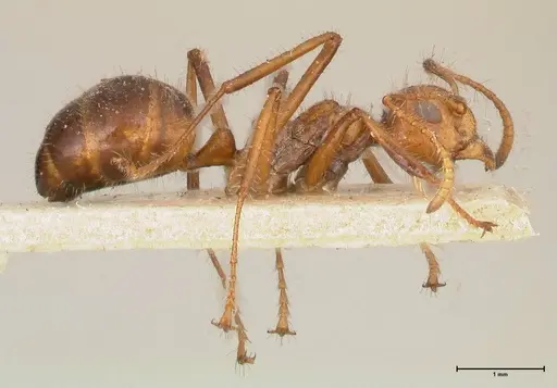 Dolichoderus patens - FOCOL0542