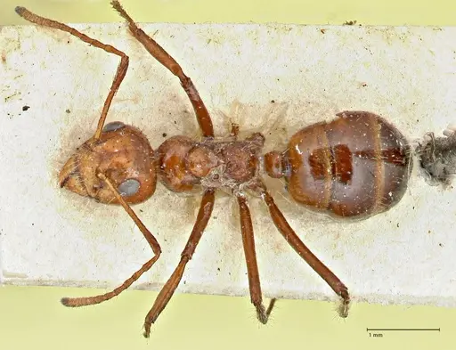 Dolichoderus patens - FOCOL2766