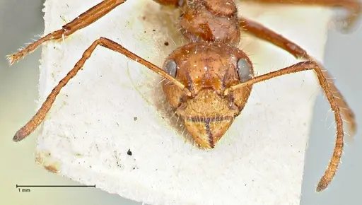 Dolichoderus patens - FOCOL2766