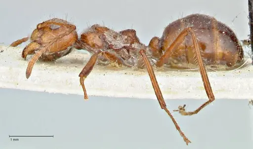 Dolichoderus patens - FOCOL2766