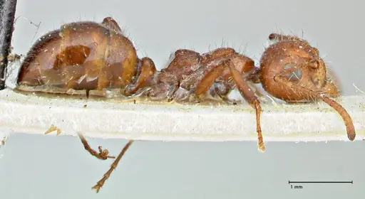 Dolichoderus patens - FOCOL2766