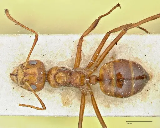 Dolichoderus patens - FOCOL2767
