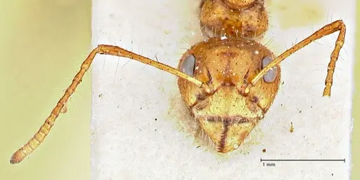 Dolichoderus patens - FOCOL2767