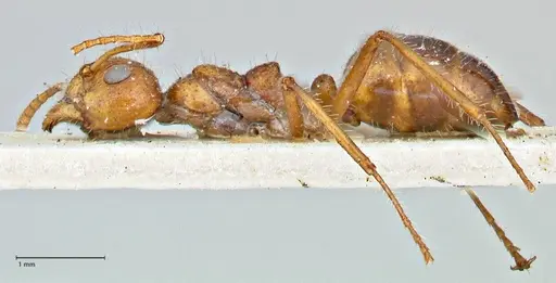 Dolichoderus patens - FOCOL2767