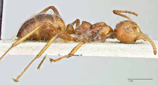 Dolichoderus patens - FOCOL2767