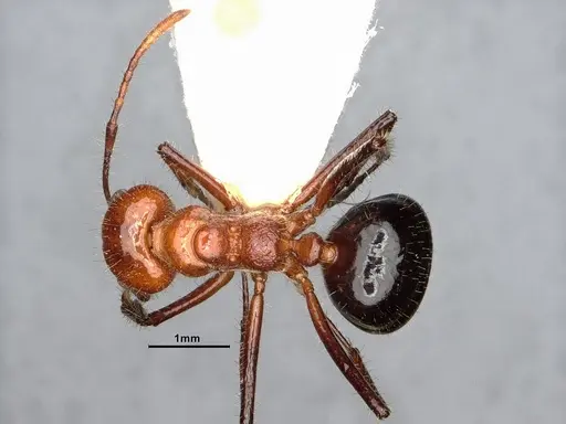 Dolichoderus patens - SMFHYM0008903