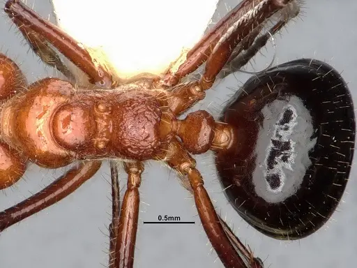 Dolichoderus patens - SMFHYM0008903