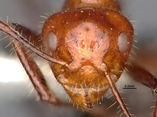 Dolichoderus patens - SMFHYM0008903