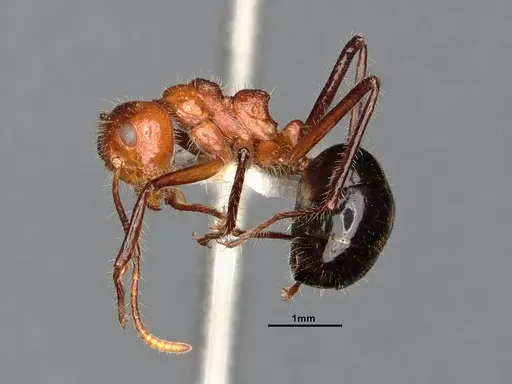 Dolichoderus patens - SMFHYM0008903