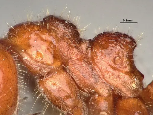 Dolichoderus patens - SMFHYM0008903