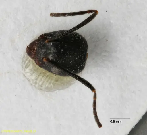 Dolichoderus piceus specimen
