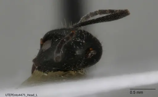 Dolichoderus piceus specimen