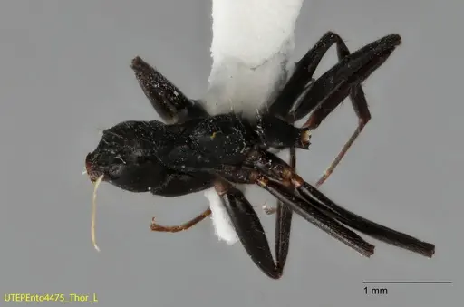 Dolichoderus piceus specimen