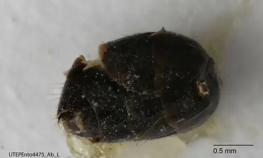 Dolichoderus piceus - UTEPENTO4475