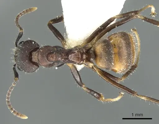 Dolichoderus pilinomas specimen