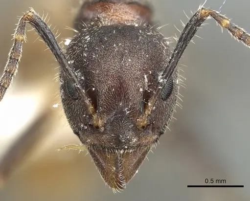 Dolichoderus pilinomas specimen
