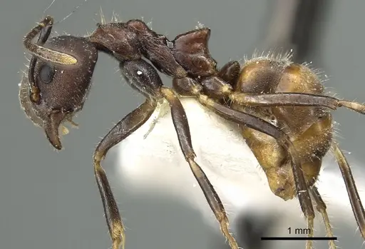 Dolichoderus pilinomas specimen