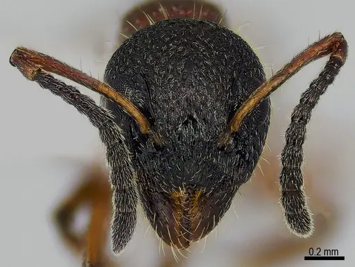 Dolichoderus plagiatus specimen