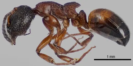 Dolichoderus plagiatus specimen