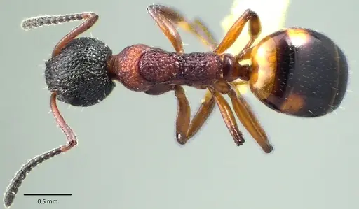 Dolichoderus plagiatus - ANTWEB1041696