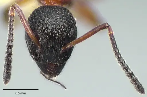 Dolichoderus plagiatus - ANTWEB1041696