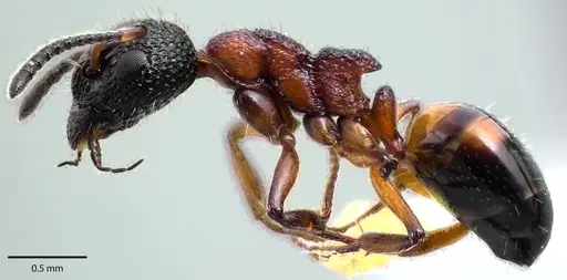 Dolichoderus plagiatus - ANTWEB1041696