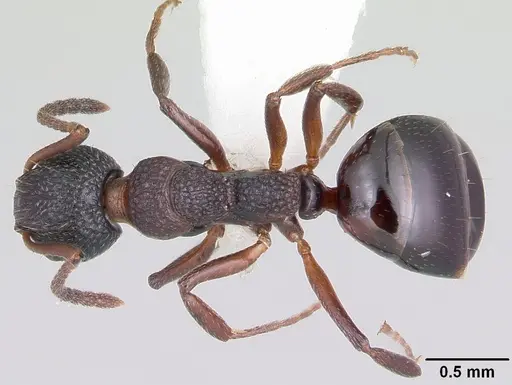 Dolichoderus plagiatus - CASENT0104779