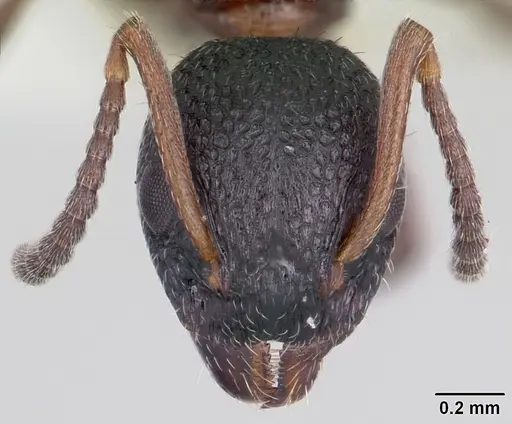 Dolichoderus plagiatus - CASENT0104779