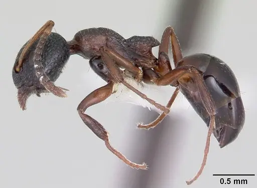 Dolichoderus plagiatus - CASENT0104779