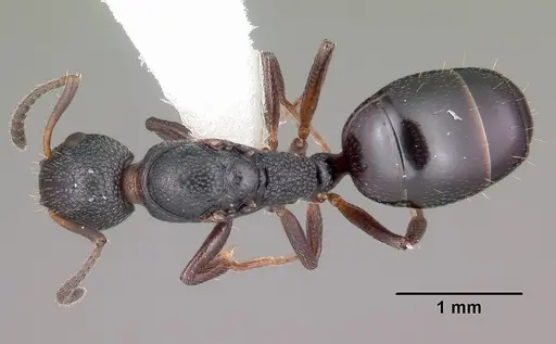 Dolichoderus plagiatus - CASENT0104780