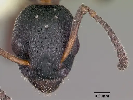 Dolichoderus plagiatus - CASENT0104780