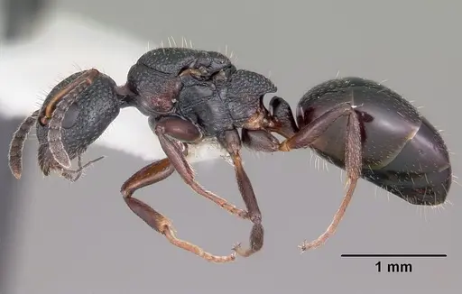 Dolichoderus plagiatus - CASENT0104780