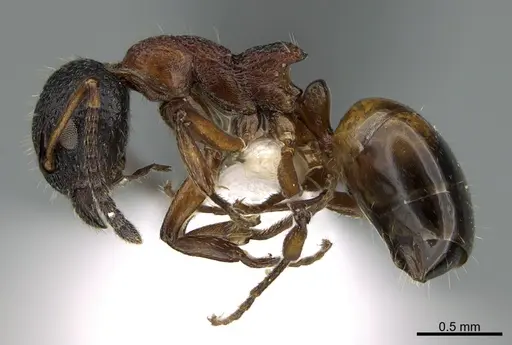 Dolichoderus plagiatus - CASENT0170174