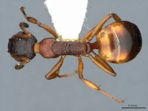 Dolichoderus plagiatus - CASENT0886019