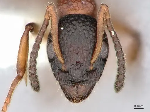 Dolichoderus plagiatus - CASENT0886019