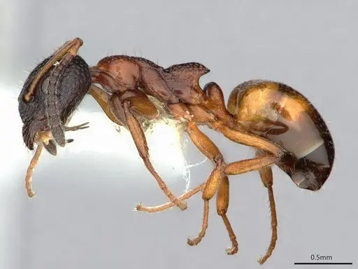 Dolichoderus plagiatus - CASENT0886019