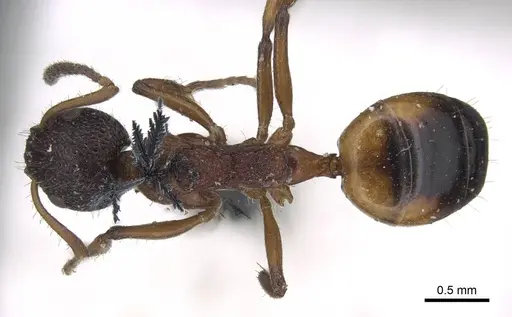 Dolichoderus plagiatus - CASENT0915561