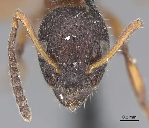 Dolichoderus plagiatus - CASENT0915561